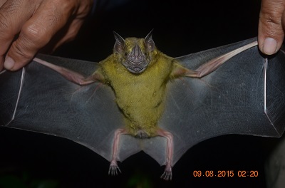 Artibeus planirostris - Foto Arlison B. Castro