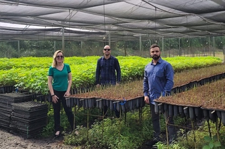 Unidade de produção de mudas possui a maior área de viveiros em campo aberto do mundo.