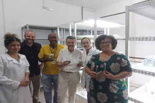 Uncaria tomentosa, mais conhecida como unha-de-gato, corre risco de desaparecer.