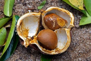 Os testes foram feitos para o combate a carrapatos