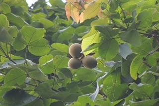 Obra busca fornecer subsídios para pesquisas, conservação e desenvolvimento de produtos derivados do piquiá.