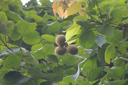 Obra busca fornecer subsídios para pesquisas, conservação e desenvolvimento de produtos derivados do piquiá.