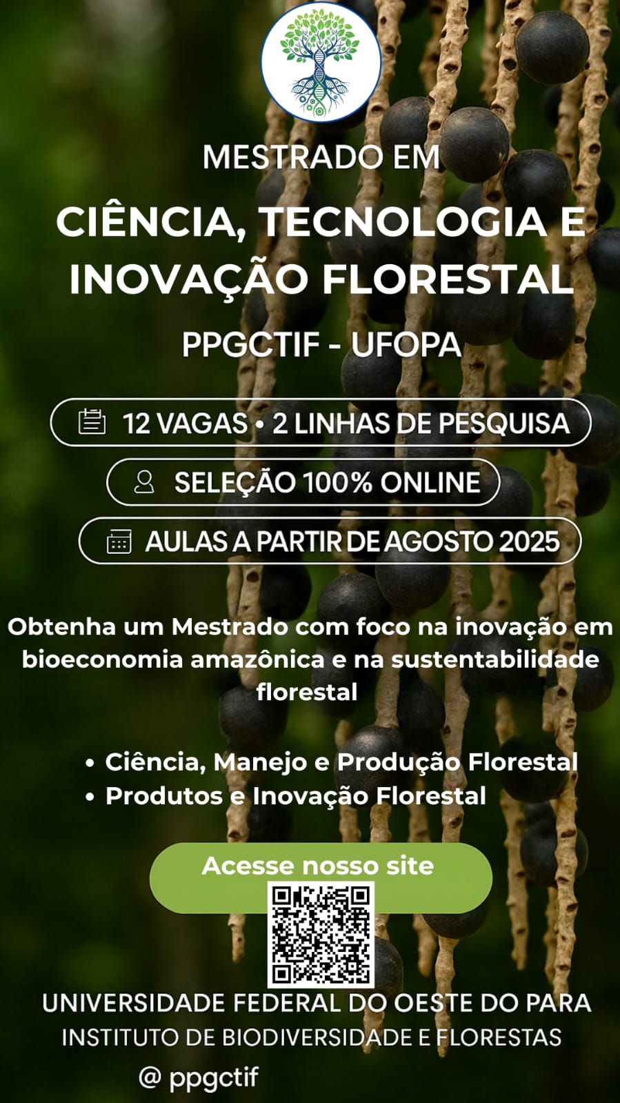 mestrado ibef