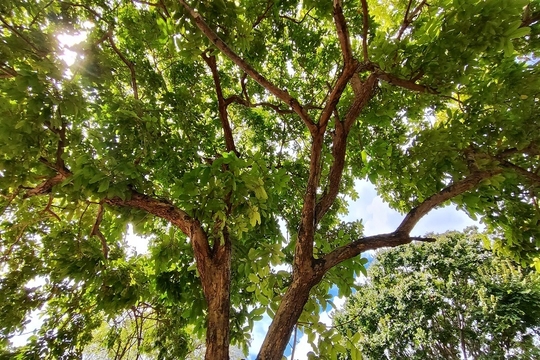 I ECOCumaru ocorrerá de 19 a 21 de maio na Ufopa.